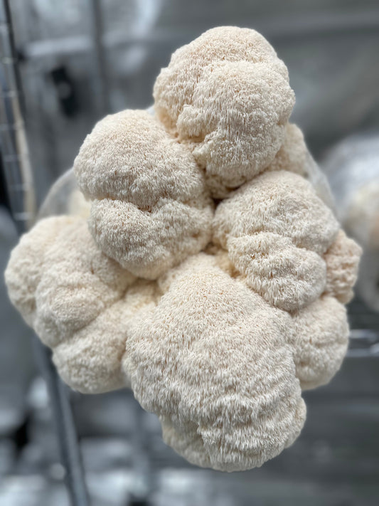 Picture shown Lion’s Mane