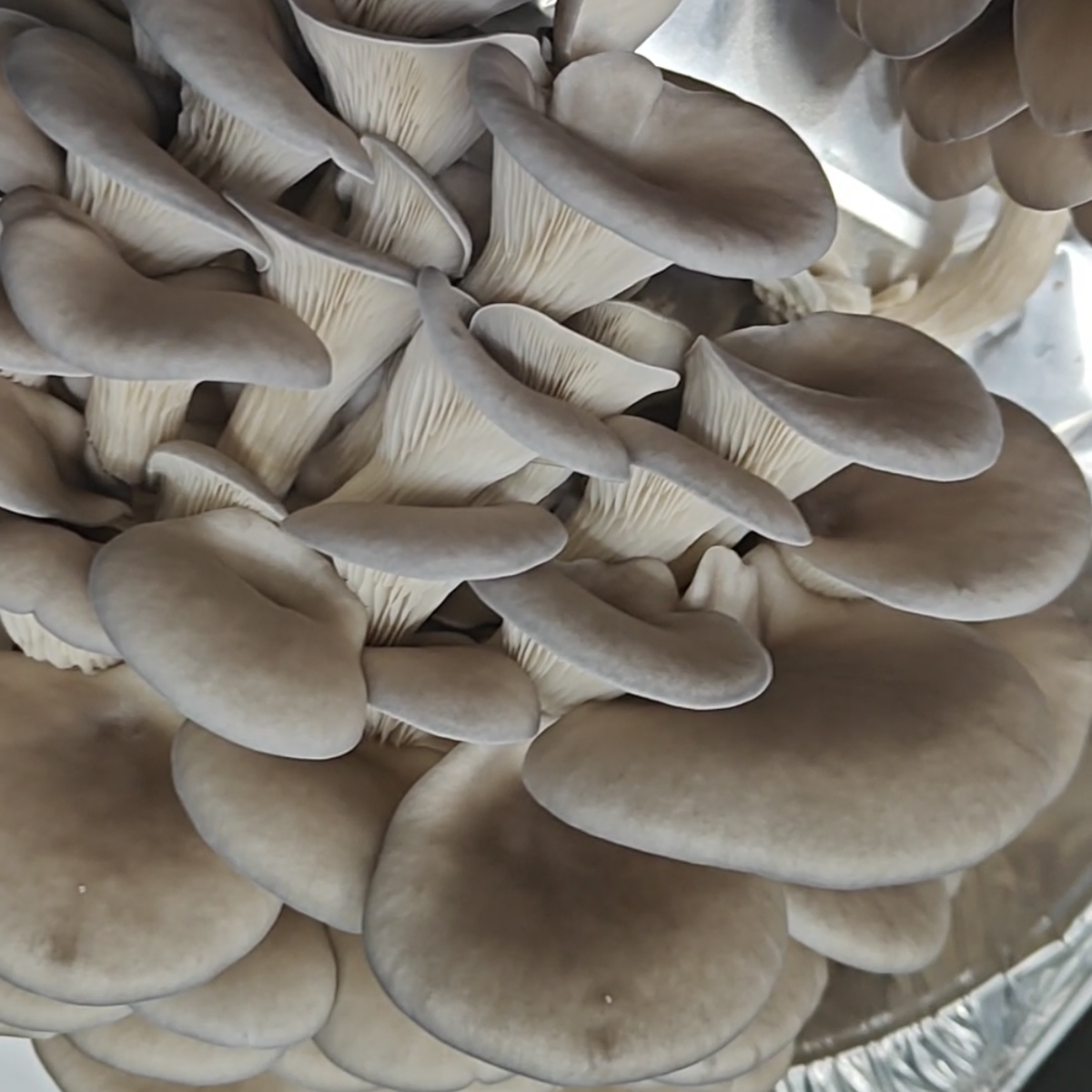 Grey Oyster Mushrooms