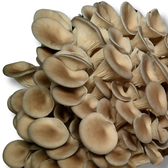 Blue Oyster Mushrooms