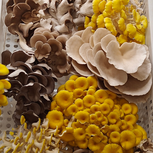 4 Box Bundle - Fresh Harvest Variety Mix