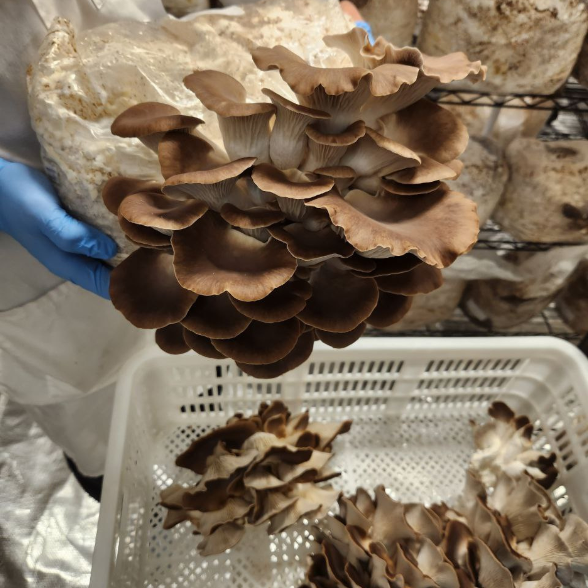 Mediterranean Oyster Mushrooms