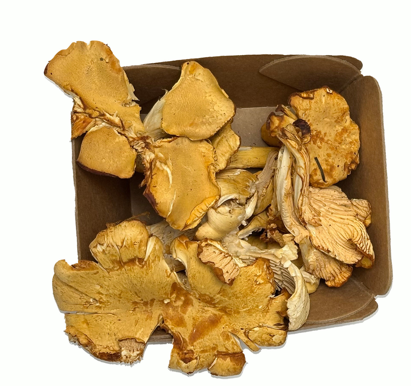 Fresh Wild Chanterelle Mushrooms – Foraged Seasonal Gourmet