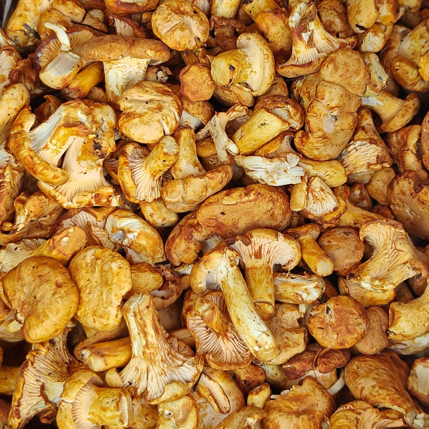 Fresh Wild Chanterelle Mushrooms – Foraged Seasonal Gourmet