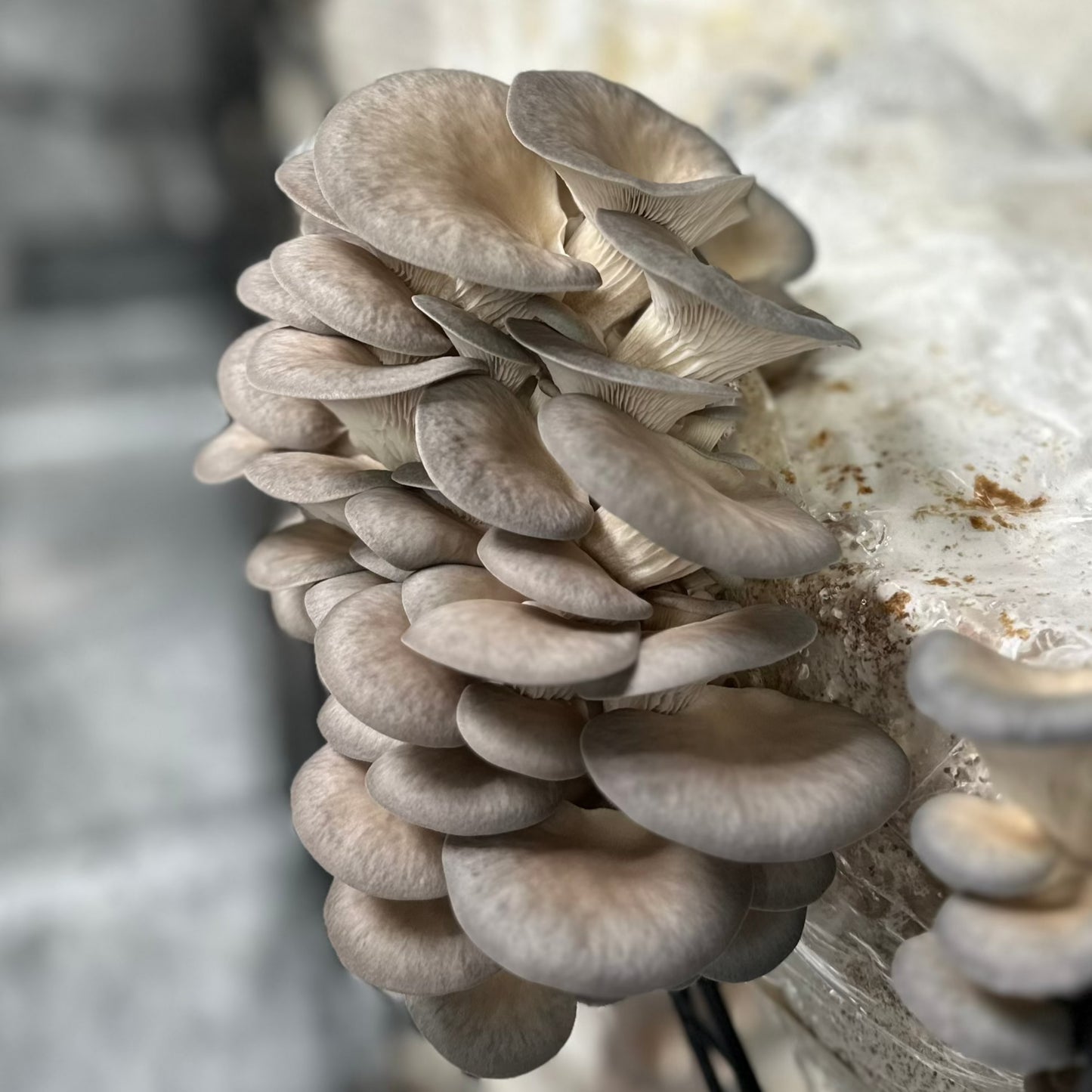 Grey Oyster Mushrooms