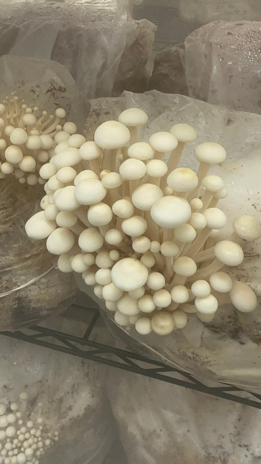 Enoki Mushrooms