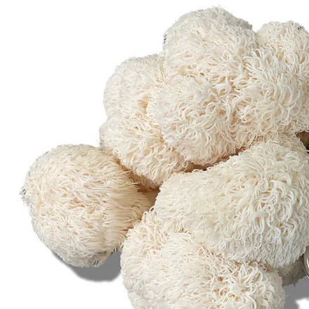 Lions Mane Mushrooms