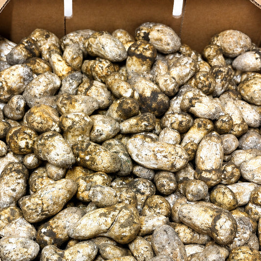 baby Matsutake mushrooms with firm white stems and closed tan-brown caps