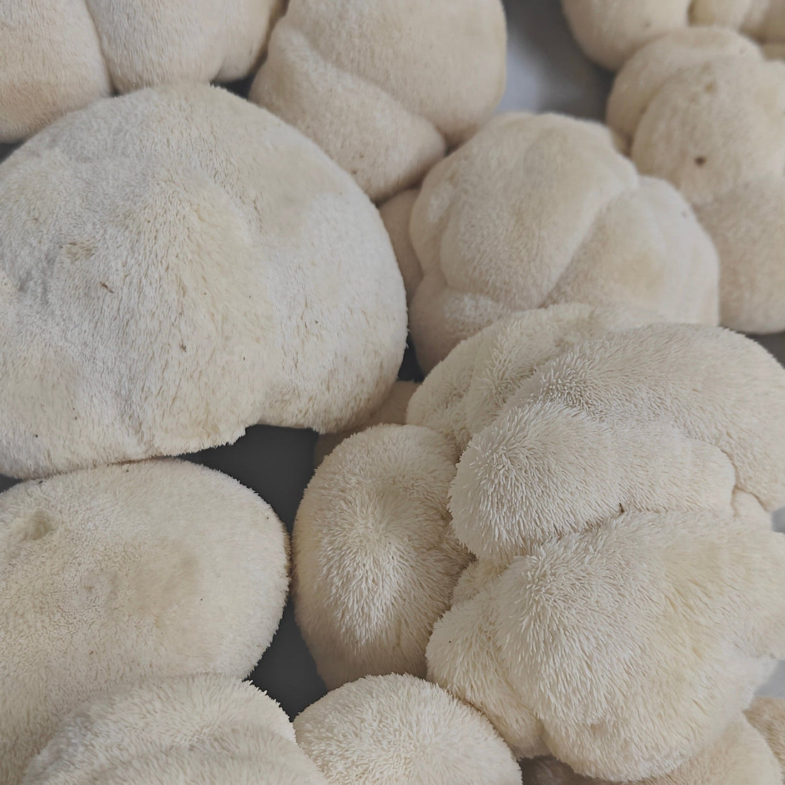 How to Cook Lion's Mane Mushrooms