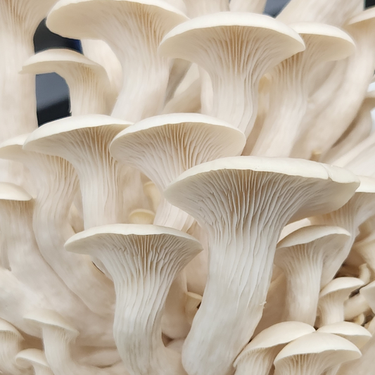 White Oyster Mushrooms