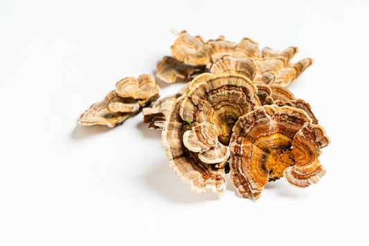 Dried Wild Turkey Tail Mushrooms
