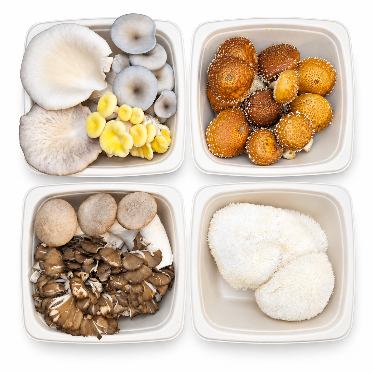 1. Fresh gourmet mushroom variety pack in compostable trays
2. Specialty mushrooms assortment with oyster, lion’s mane, chestnut-style and maitake-style mushrooms
3. Fresh farm-grown mushrooms prepared for website product listing
4. Gourmet mushroom sampler for cooking, restaurants, and home chefs