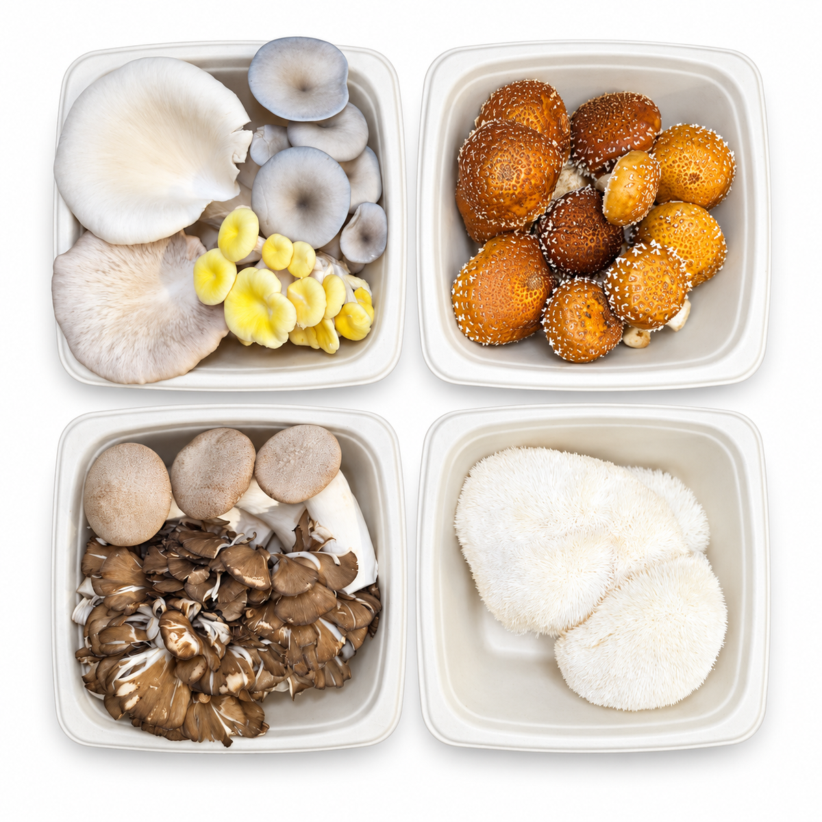 Four square white containers arranged in a 2x2 grid, each holding different varieties of fresh mushrooms on a white background. The mushrooms include white button mushrooms, yellow gilled mushrooms, orange-brown studded mushrooms, brown oyster mushrooms, and fuzzy off-white lion's mane mushrooms.