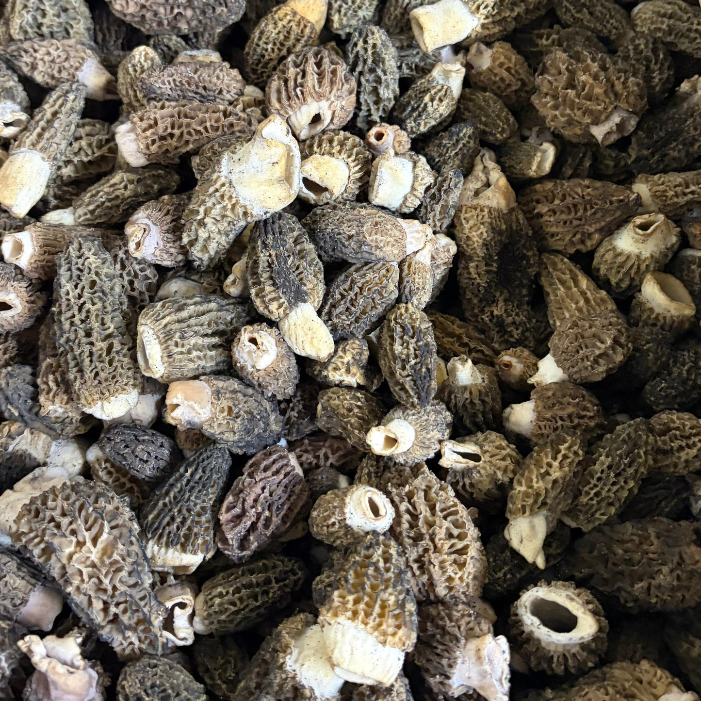 Wild Morel Mushrooms