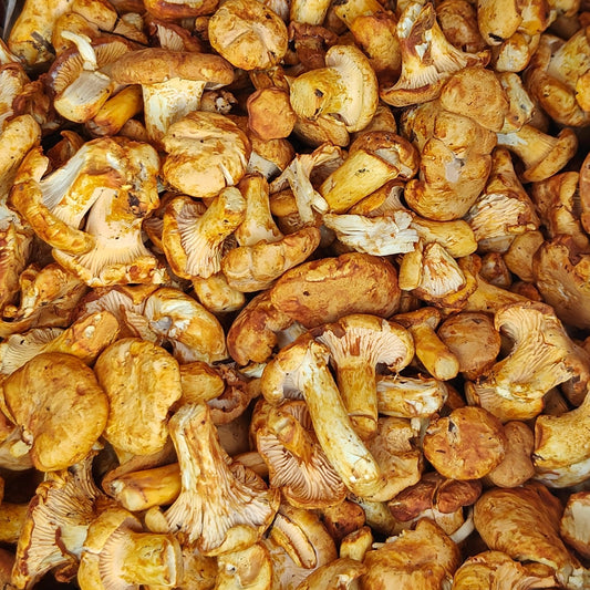 Fresh Wild Chanterelle Mushrooms – Foraged Seasonal Gourmet