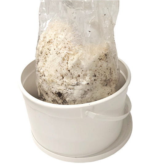 Mushroom Grow at Home Kit