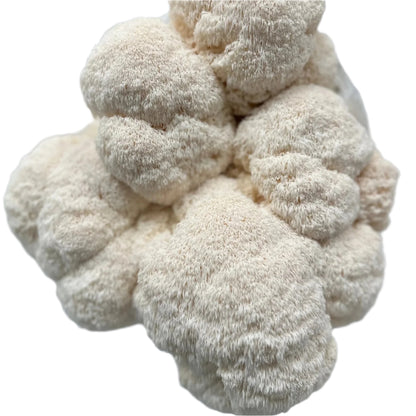 Lions Mane Mushrooms
