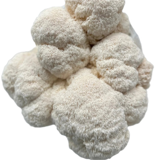 Lions Mane Mushrooms