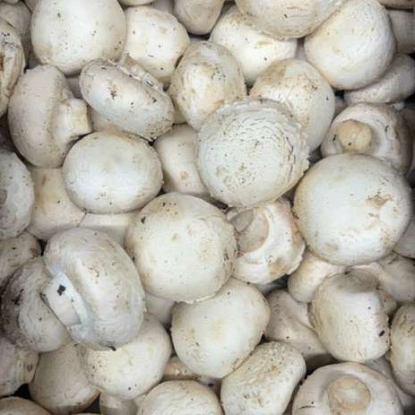 Fresh White Mushrooms – Buy Button Mushrooms Near You | Mushroom Direct