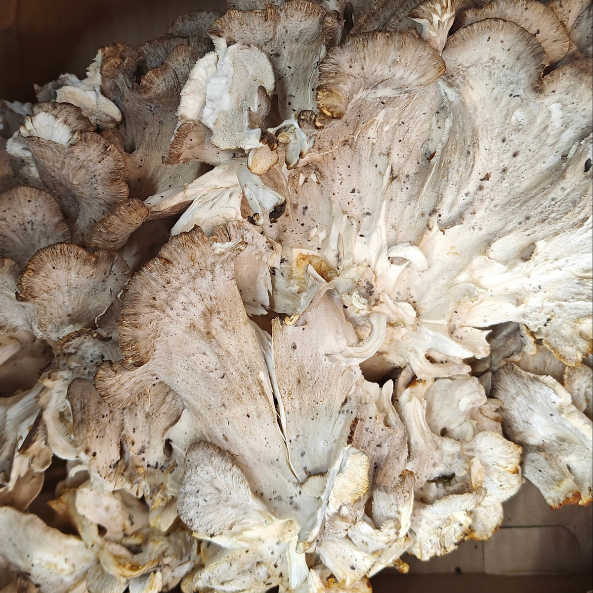 Large wild Maitake (Hen of the Woods) cluster growing at the base of a tree on the forest floor