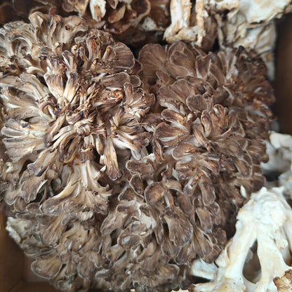 Small wild Maitake (Hen of the Woods) cluster harvested at the base of a tree on the forest floor
