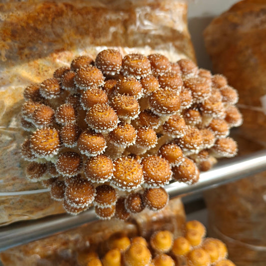 Fresh Chestnut mushrooms in a cluster with glossy golden-brown caps and long pale stems