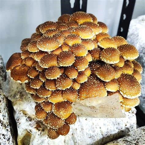 Chestnut Mushrooms