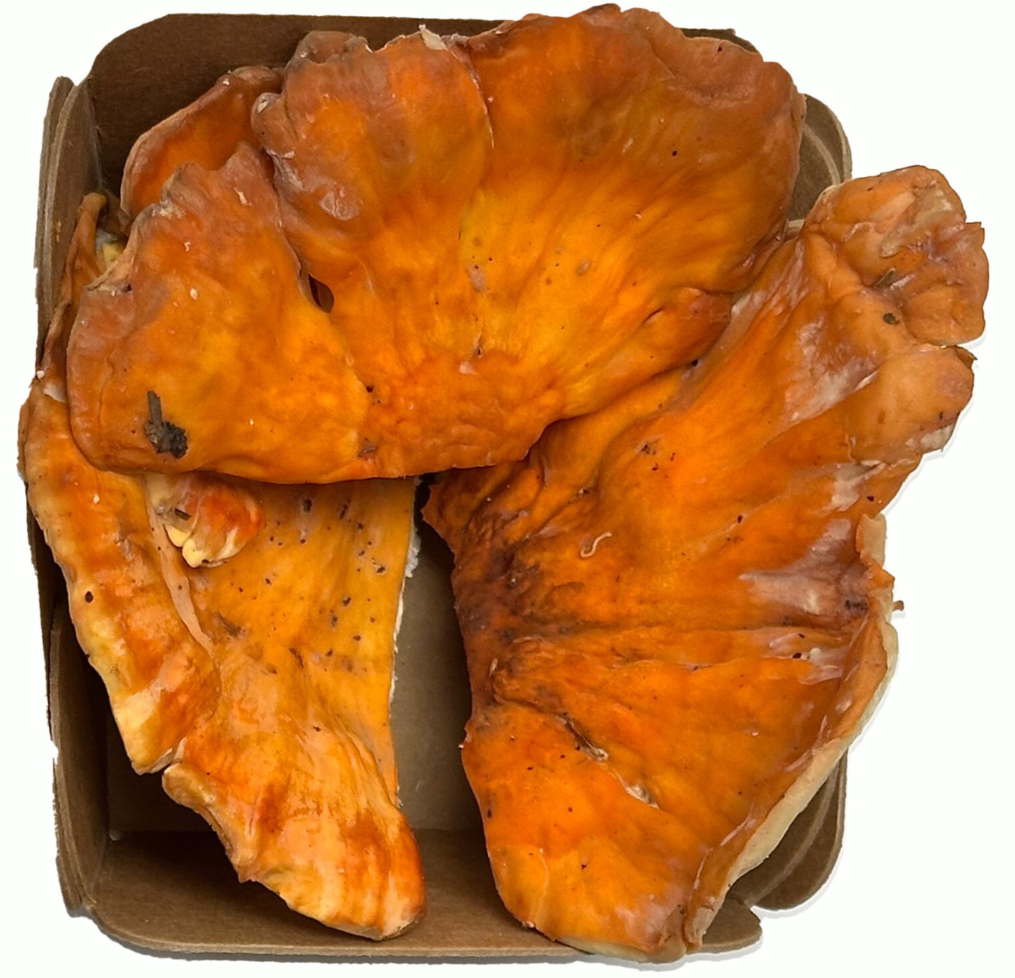 Fresh Wild chicken of the wood Mushrooms – Foraged Seasonal Gourmet