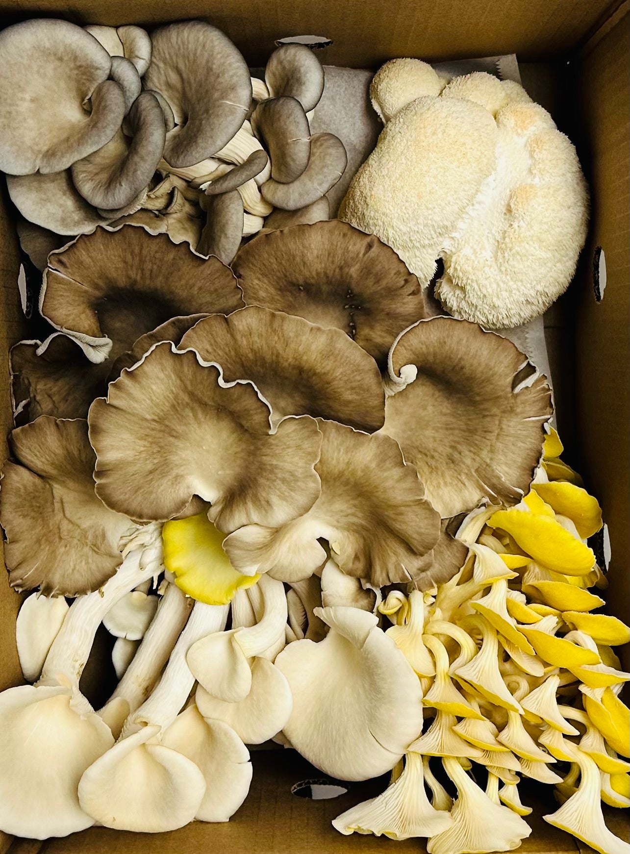 Chef Mushroom Mix - Variety