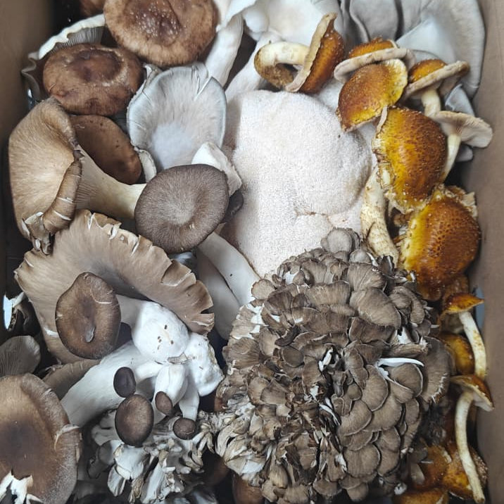 Box filled with a variety of mushrooms