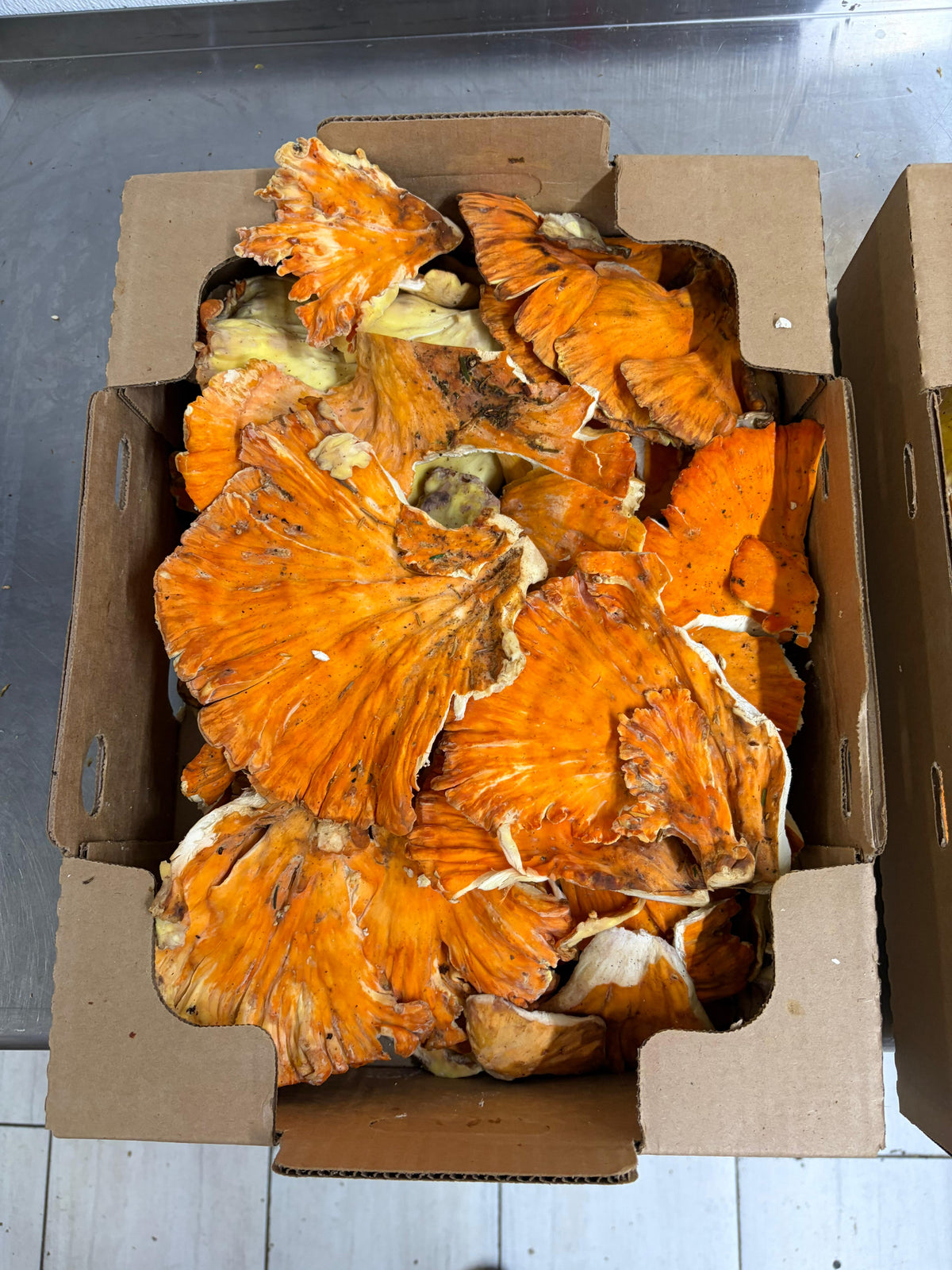 Fresh Wild Chicken of the Wood Mushrooms – Foraged Seasonal Gourmet