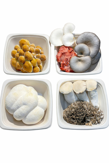 Fresh 3lb gourmet mushroom medley box with Lion's Mane, Maitake, King Oyster, and Chestnut mushrooms