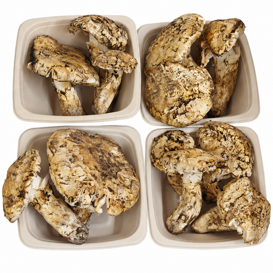 Fresh Wild Matsutake Mushroom – Foraged Seasonal Gourmet