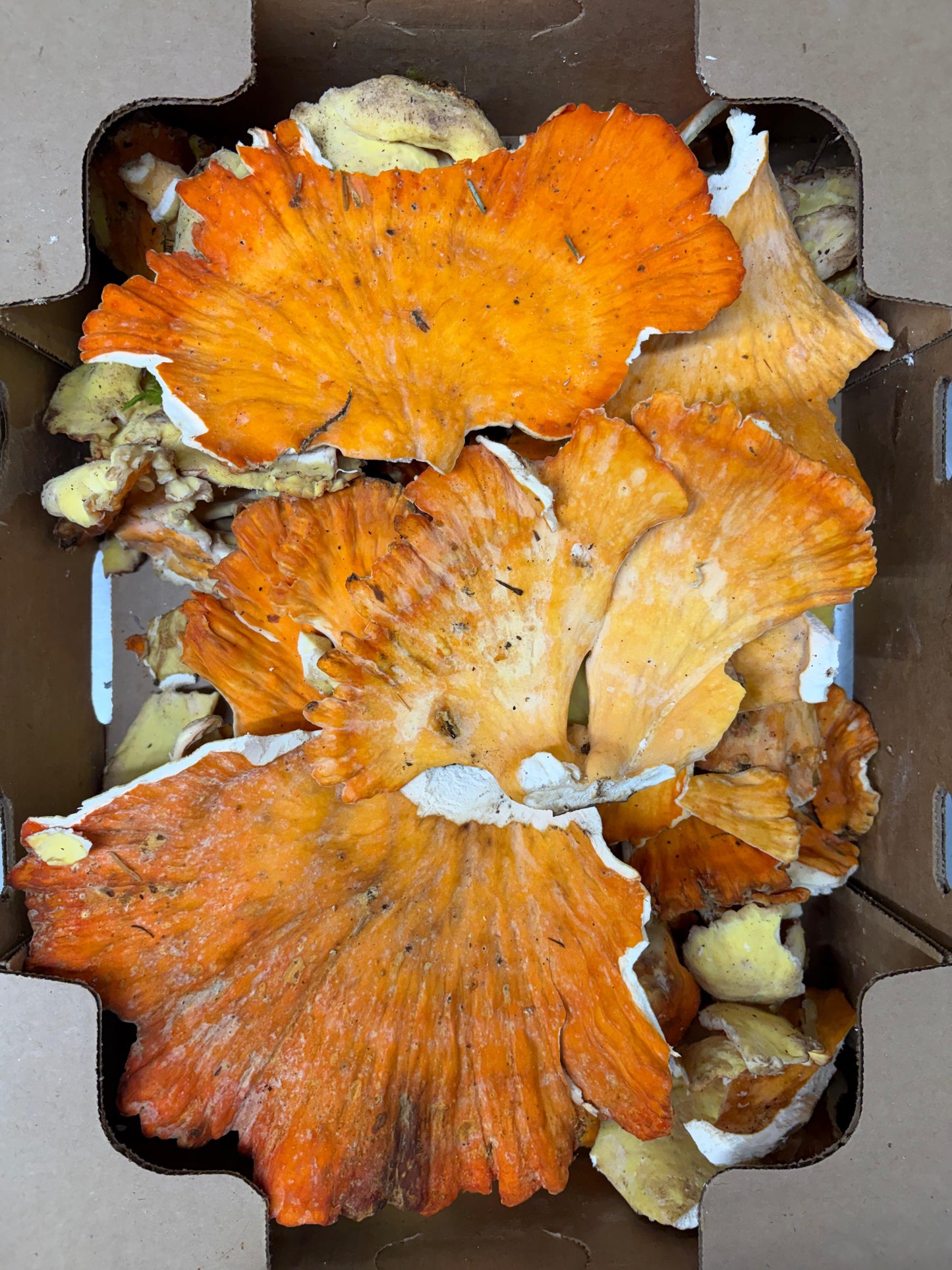 Fresh Wild Chicken of the Wood Mushrooms – Foraged Seasonal Gourmet