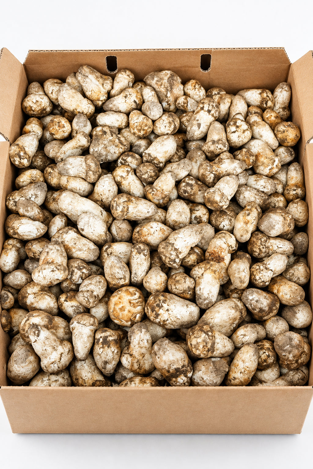 Fresh Wild Matsutake Mushroom – Foraged Seasonal Gourmet