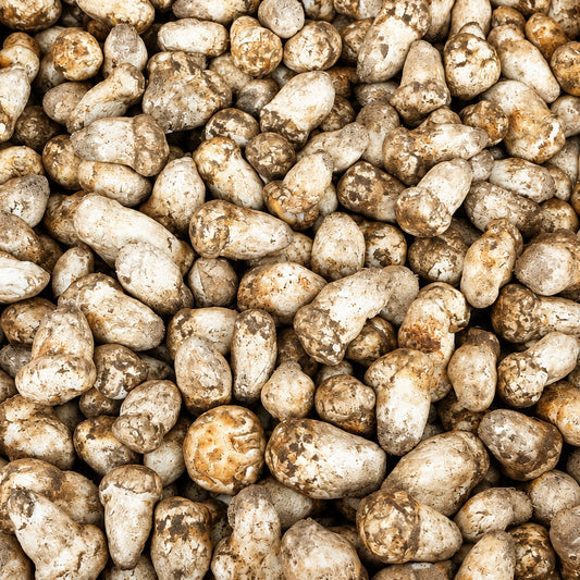Fresh baby Matsutake mushrooms with firm white stems and closed tan-brown caps