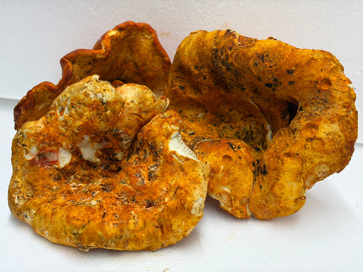 Fresh Wild Lobster Mushroom – Foraged Seasonal Gourmet