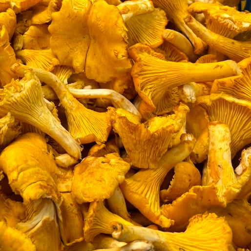 Fresh Wild Chanterelle Mushrooms – Foraged Seasonal Gourmet