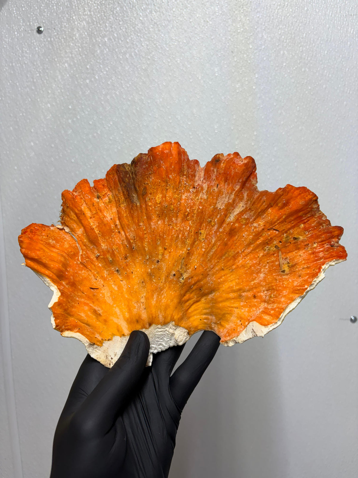 Fresh Wild Chicken of the Wood Mushrooms – Foraged Seasonal Gourmet