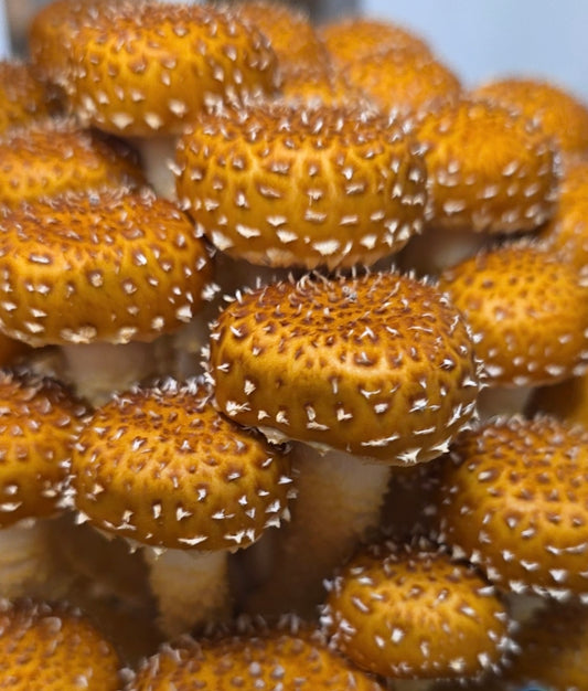 Chestnut Mushrooms