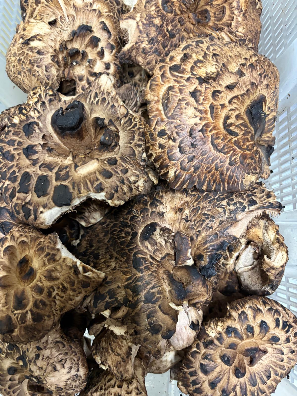 Fresh Wild Hawks Wings Mushroom – Foraged Seasonal Gourmet