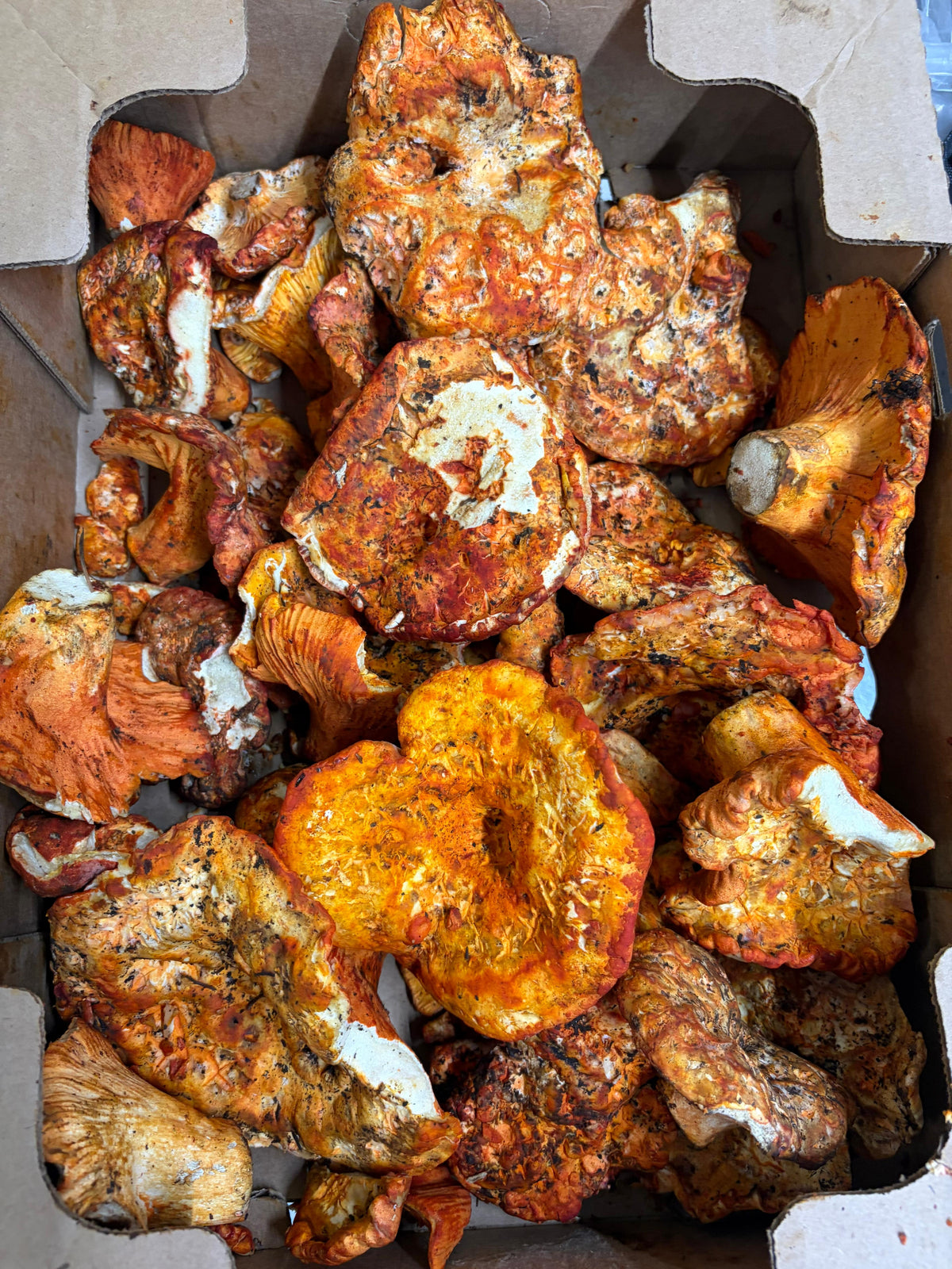Fresh Wild Lobster Mushroom – Foraged Seasonal Gourmet