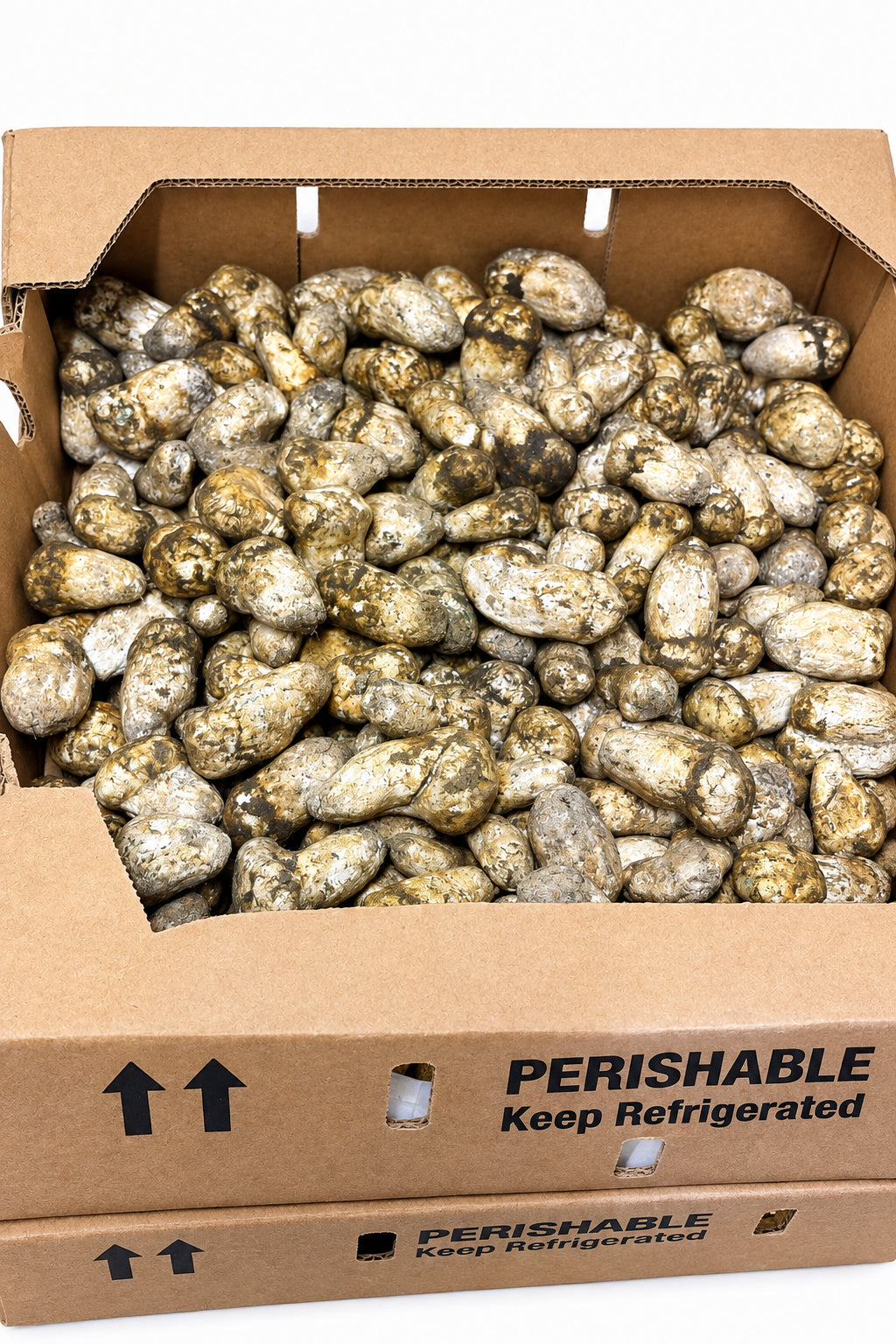 Fresh Wild Matsutake Mushroom – Foraged Seasonal Gourmet