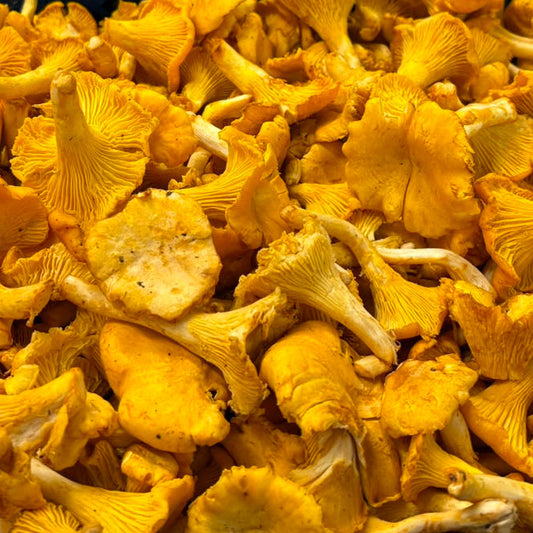 Fresh Wild Chanterelle Mushrooms – Foraged Seasonal Gourmet