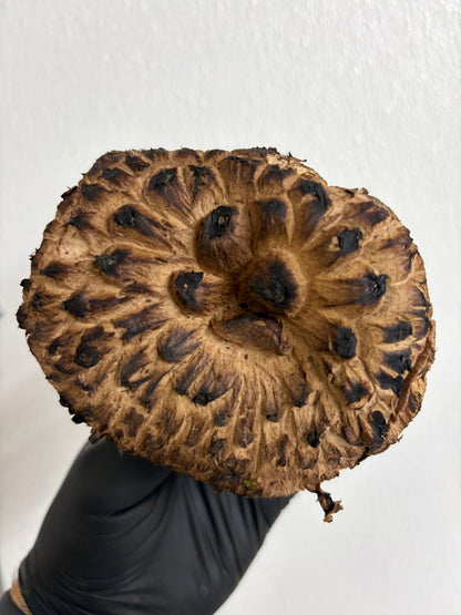 Fresh Wild Hawks Wings Mushroom – Foraged Seasonal Gourmet