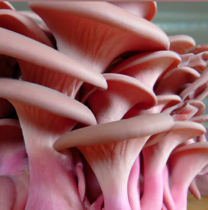 Pink Oyster Mushrooms