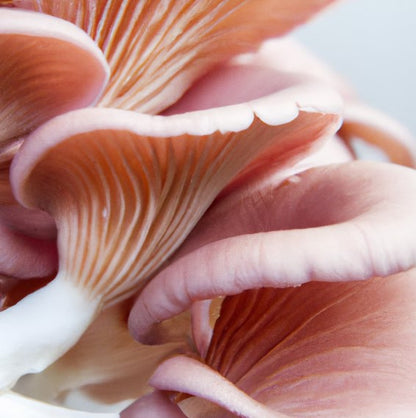 Pink Oyster Mushrooms