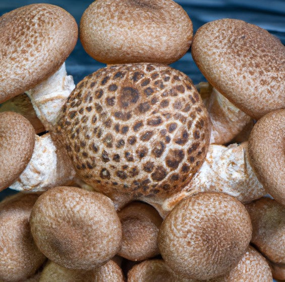 Dried Shiitake Mushrooms