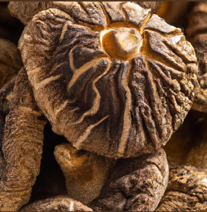 Dried Shiitake Mushrooms