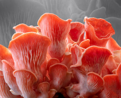 Pink Oyster Mushrooms