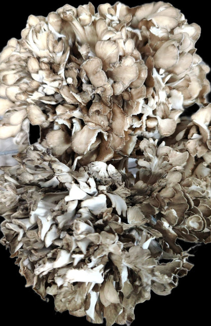 Fresh Organic Maitake Mushrooms